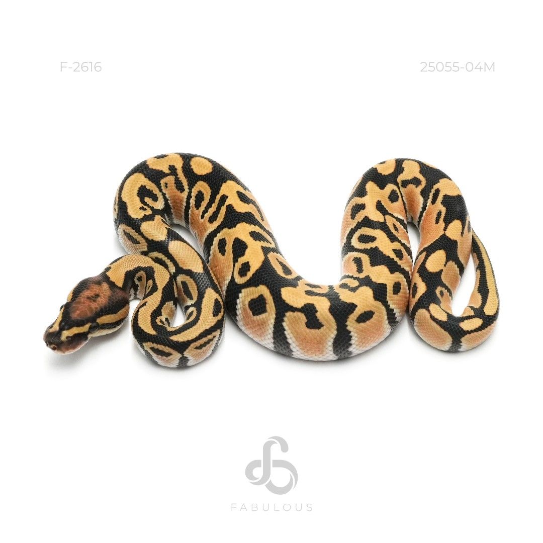 [F2616] DG DH Hypo Clown 25M(Hypo Genetic testing)