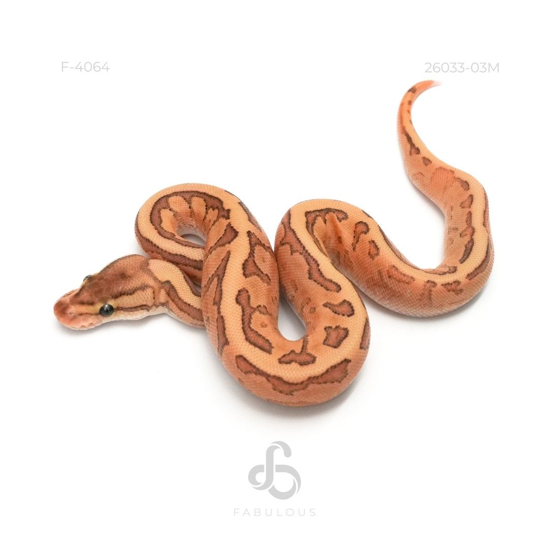 [F4064] Lesser Fire YB Pinstripe Het Clown 50%...