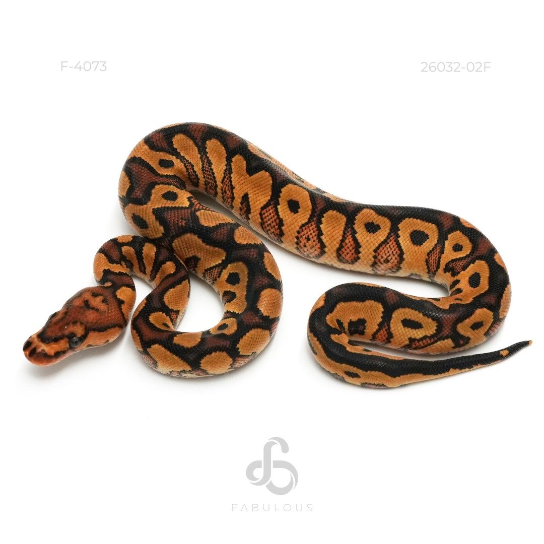 [F4073] YB Clown DH Hypo DG 26F(Volcano Clutch)