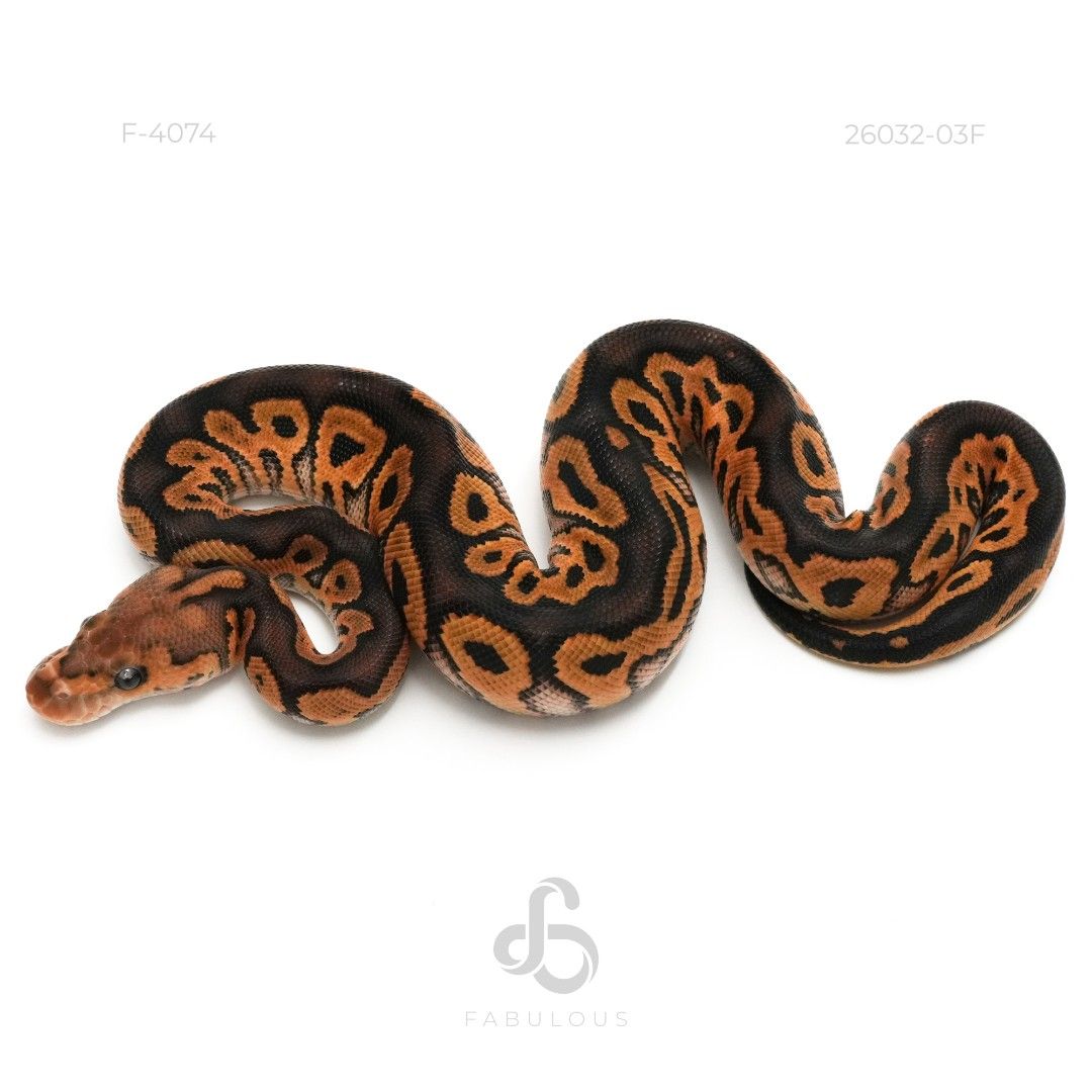 [F4074] Blackpastel Clown Het DG 26F(Volcano...