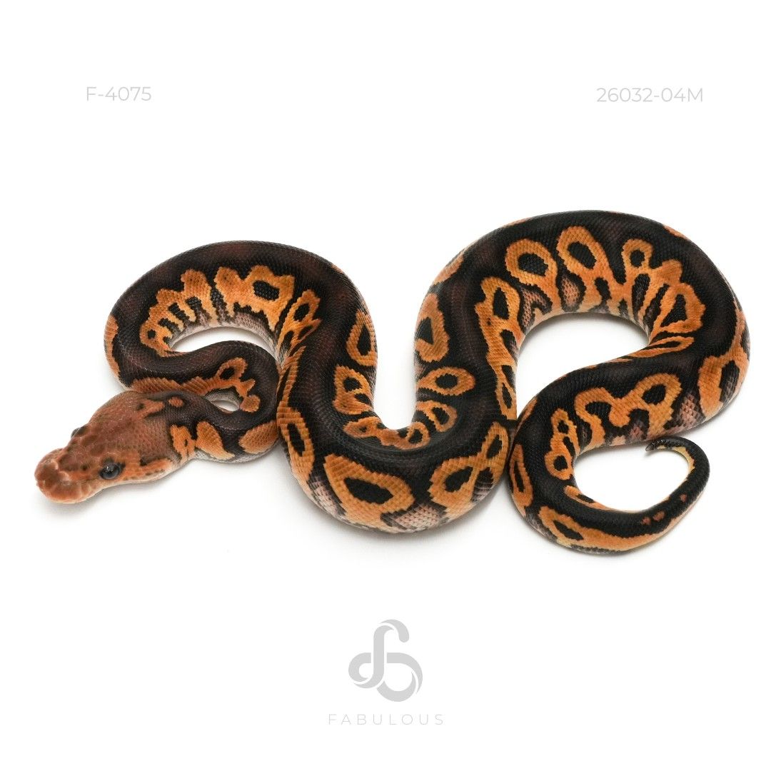 [F4075] Blackpastel Clown Het DG 26M(Volcano...