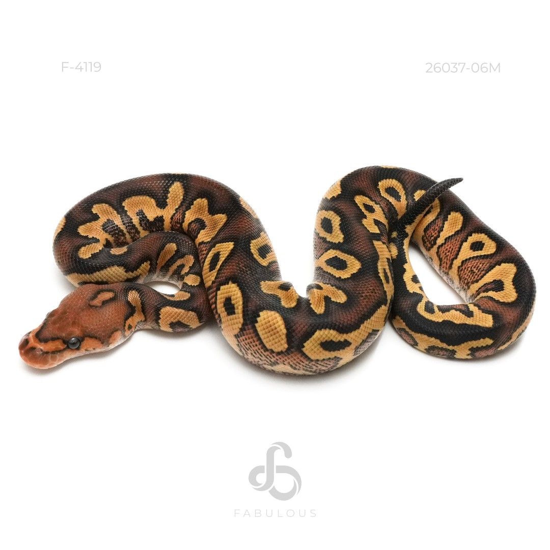 [F4119] Wookie YB Clown Het DG Pos Redstripe 26M
