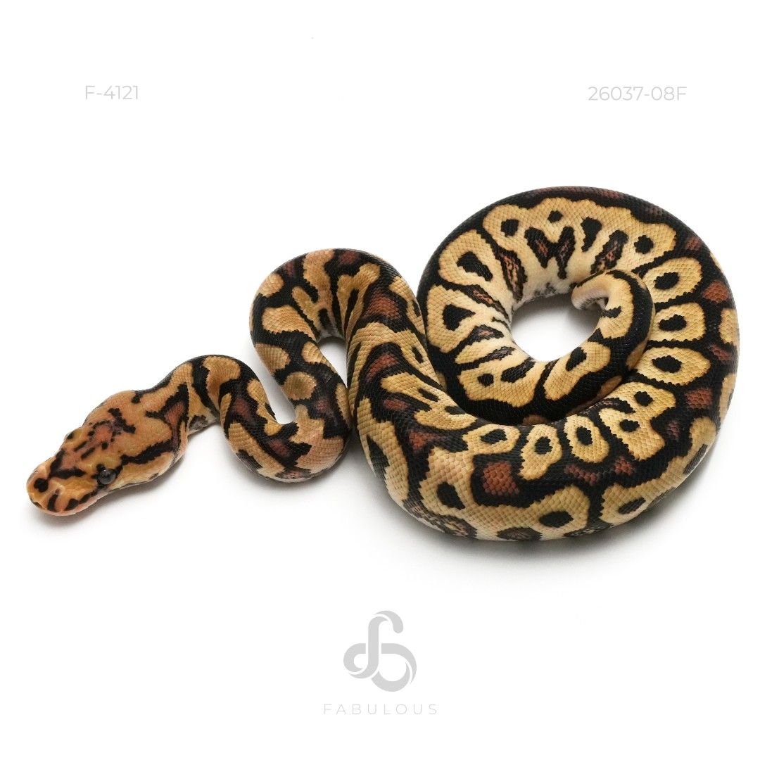 [F4121] Redstripe Spotnose Clown DH Hypo DG 26F