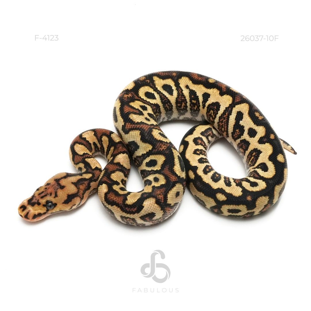 [F4123] Redstripe YB Spotnose Clown Het DG 26F