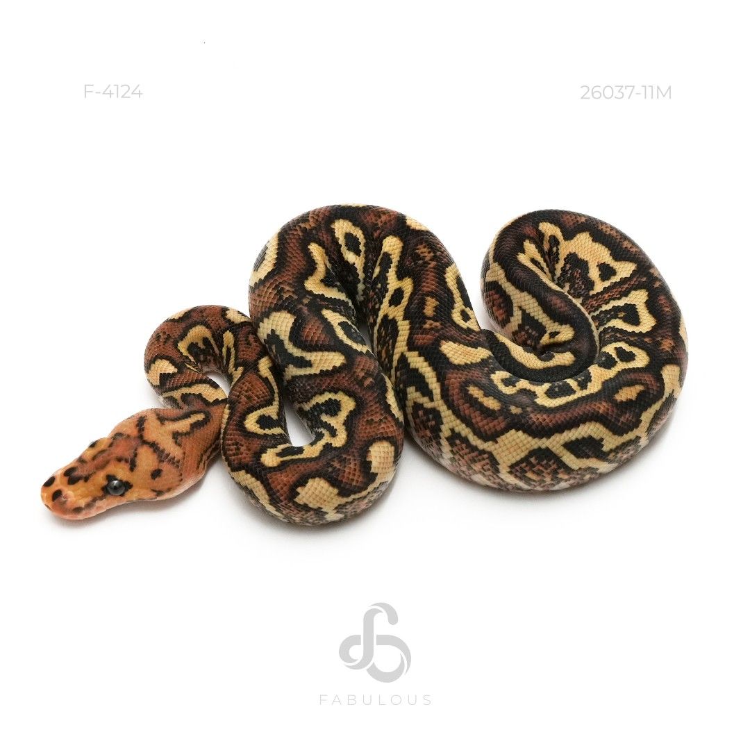 [F4124] Wookie Spotnose Redstripe YB Clown Het...