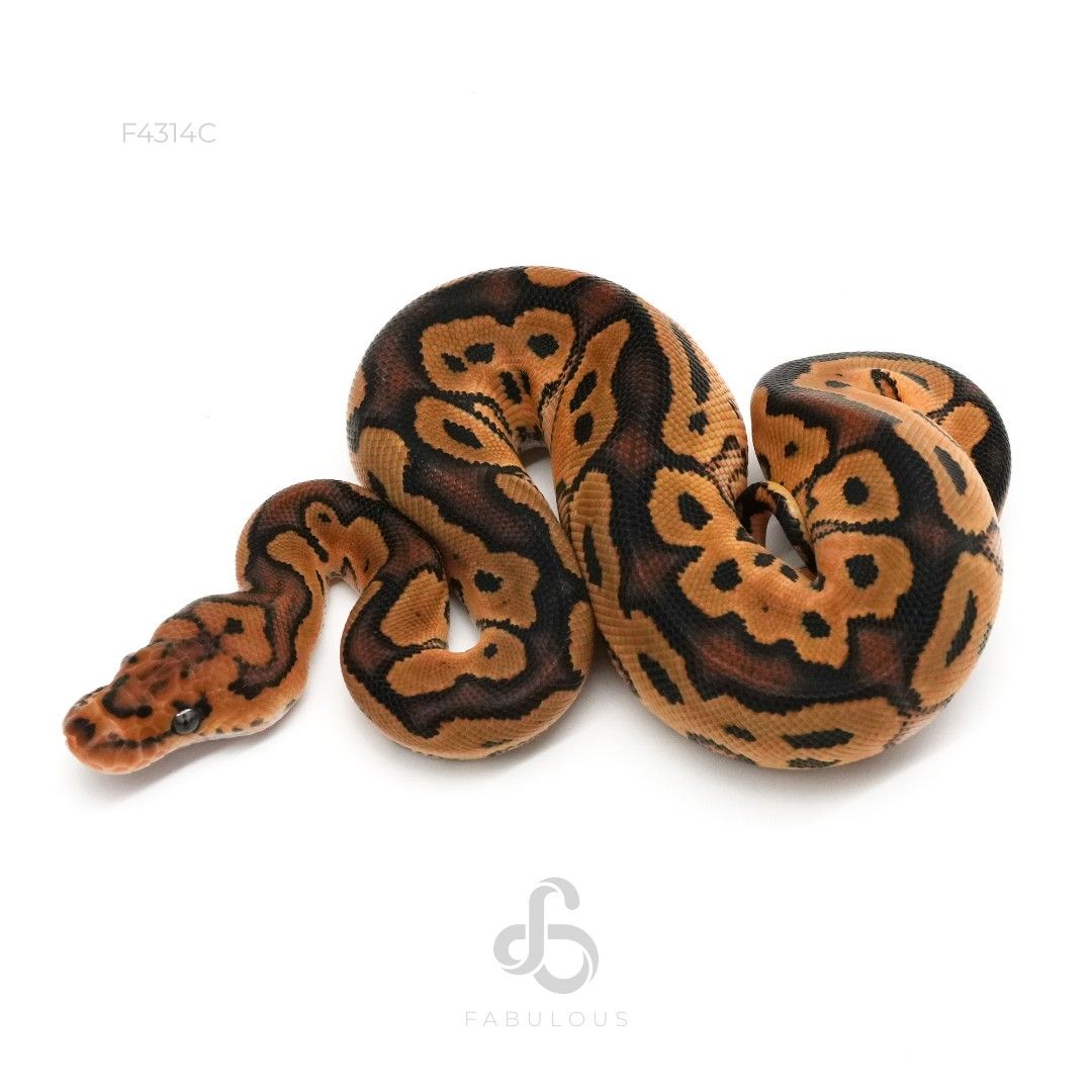 [F4314C] Clown 66%Pied 50%DH Hypo DG 26F