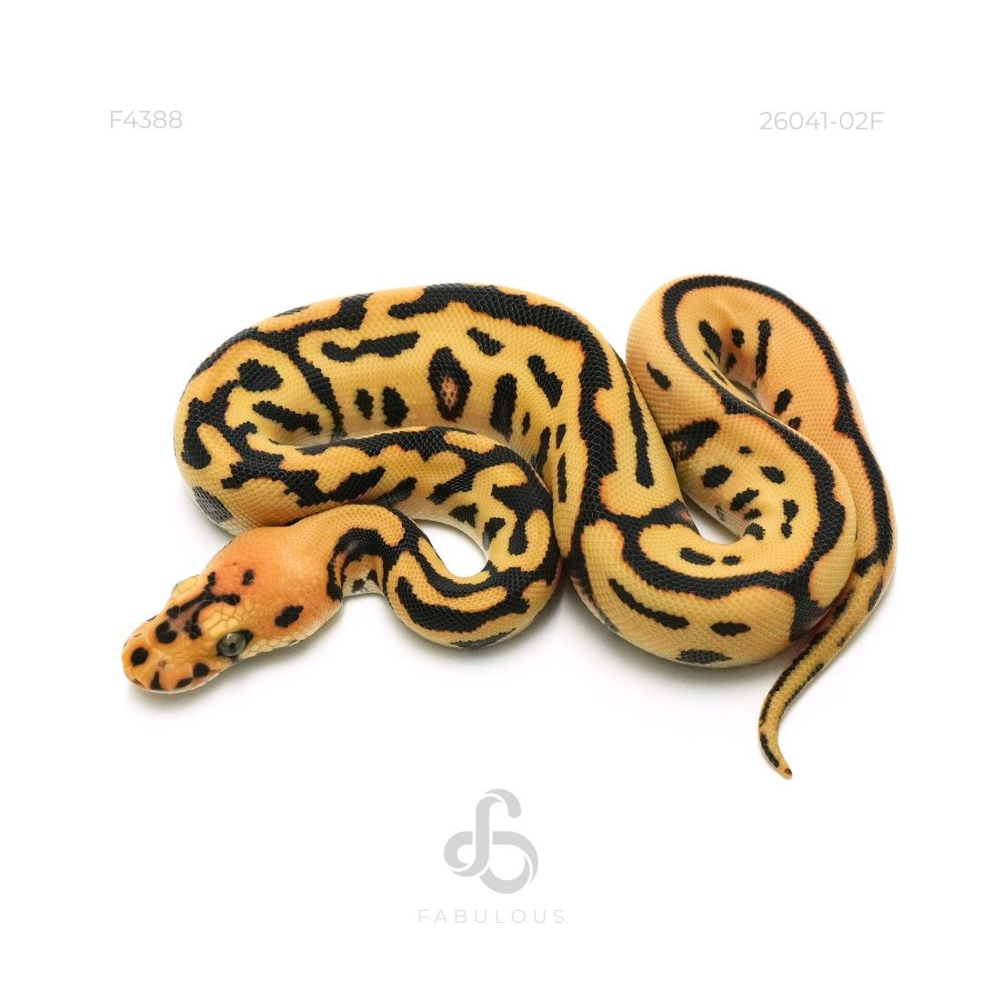 [F4389] YB DG Batman Het Hypo 26F