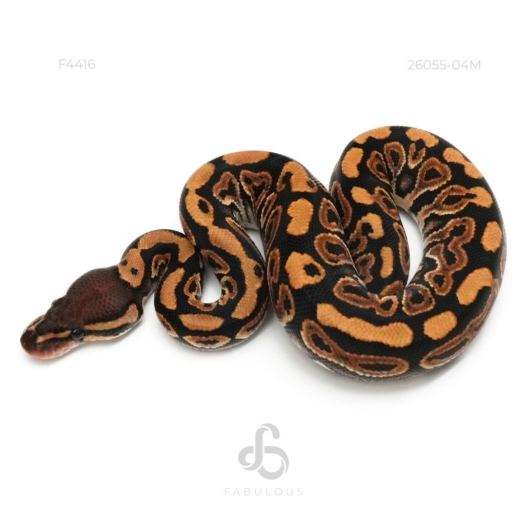 [F4416] Blackpastel TH Hypo DG Clown 26M