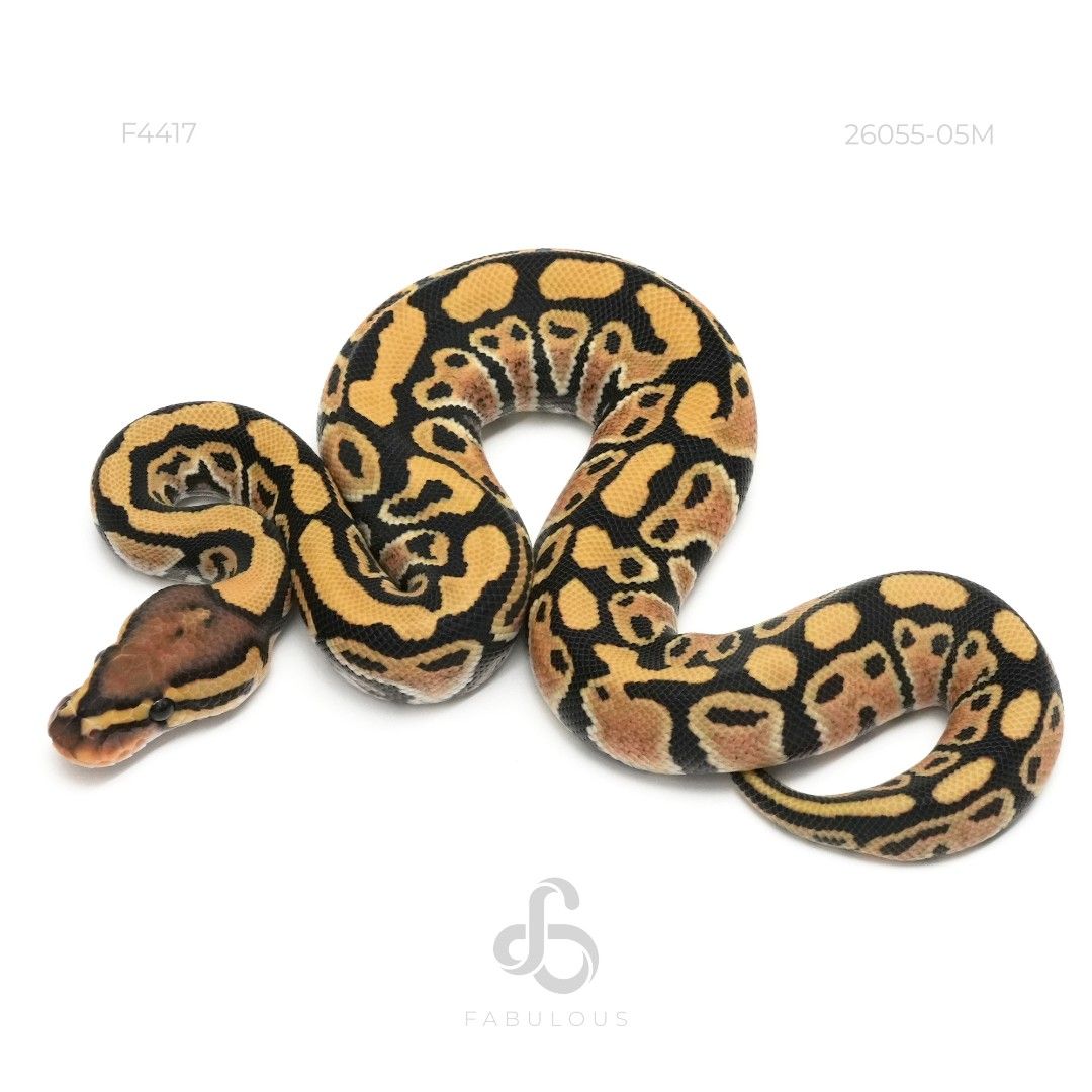 [F4417] DG DH Hypo Clown 26M