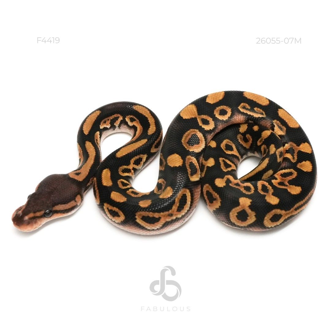 [F4419] Wookie Blackpastel TH Hypo DG Clown 26M