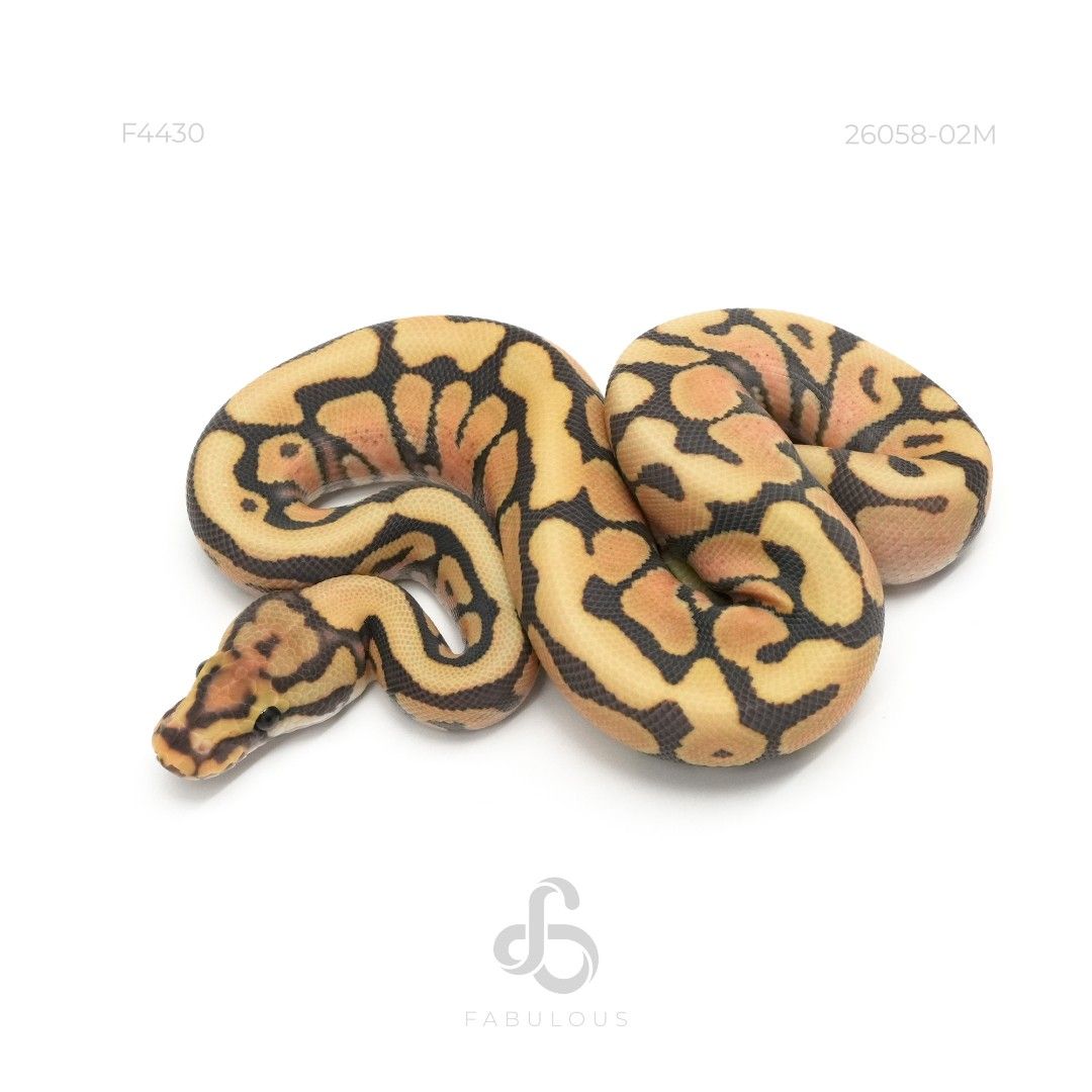 [F4430] Spotnose Hypo DG Het Clown 26M
