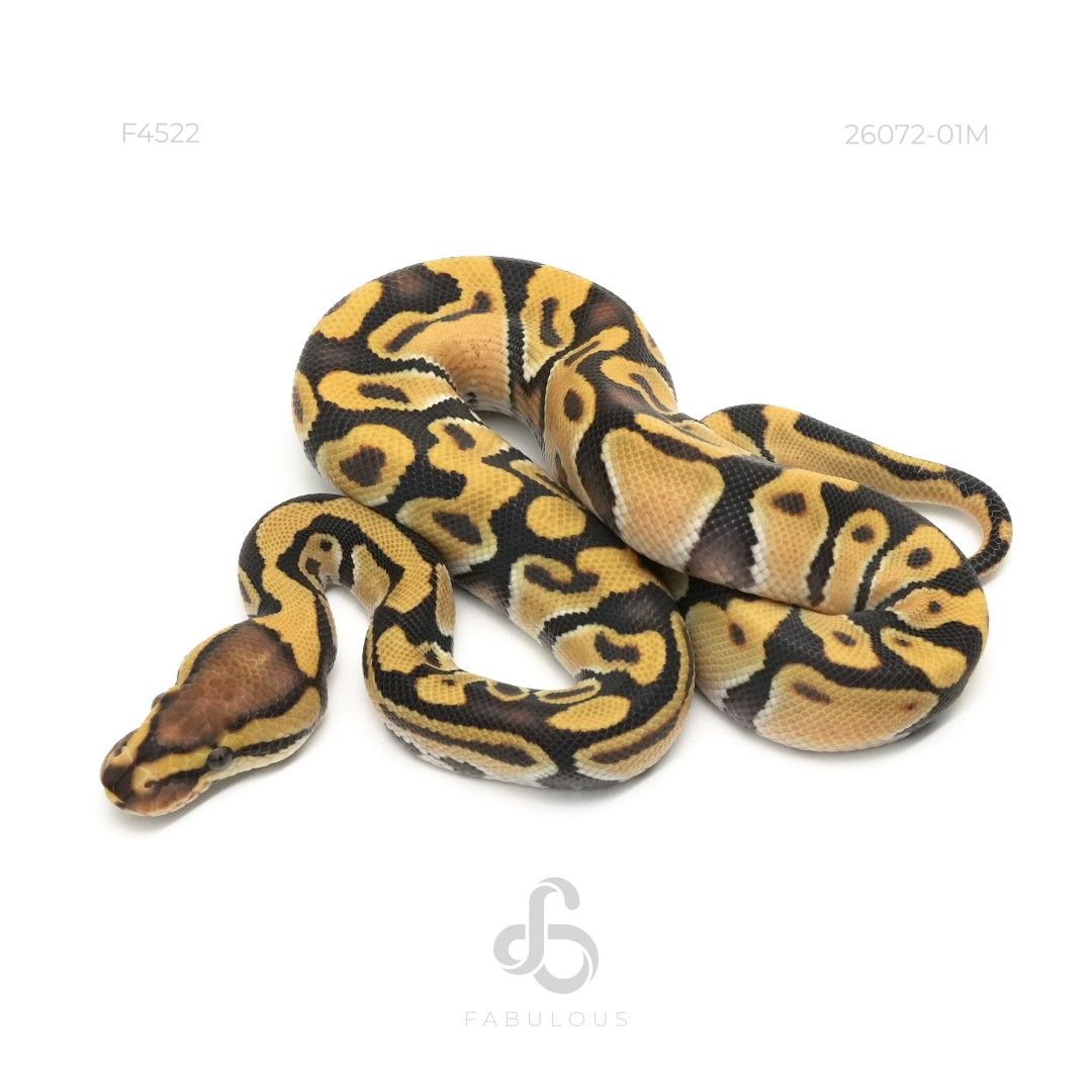 [F4522] DG Het Hypo 50%Clown 26M