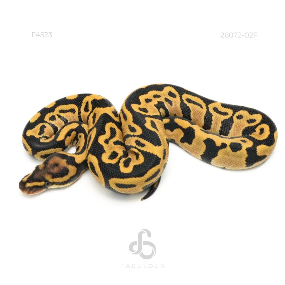 [F4523] Leopard YB DG Het Hypo 26F
