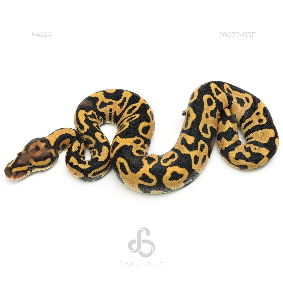 [F4524] Leopard YB DG DH Hypo Clown 26F...
