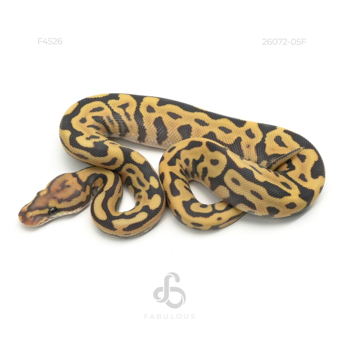 [F4526] Leopard Spotnose YB Hypo DG Pos...