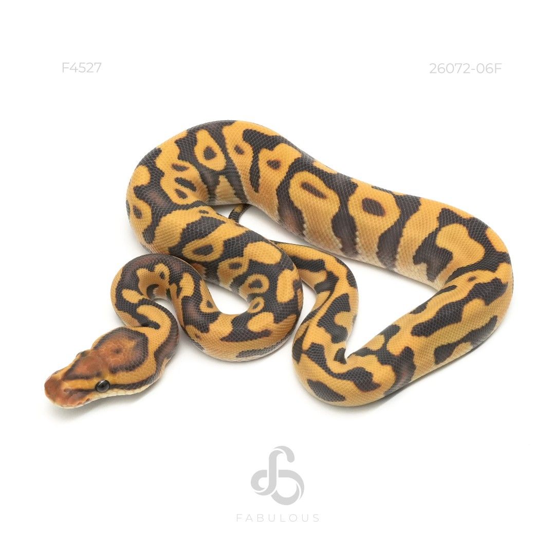 [F4527] Leopard Enchi YB Hypo DG Het Clown 26F