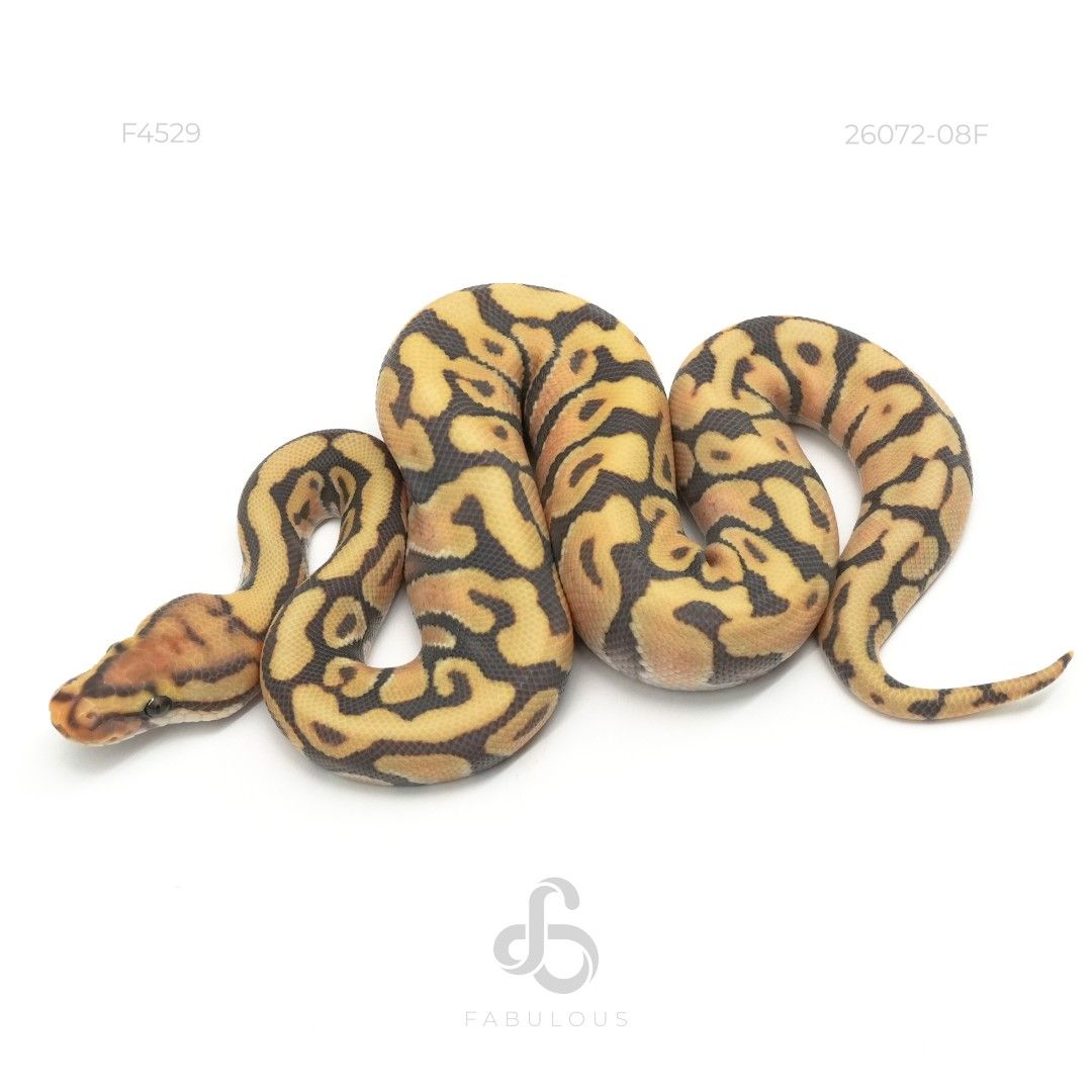 [F4529] Enchi Spotnose Hypo DG Het Clown Pos...