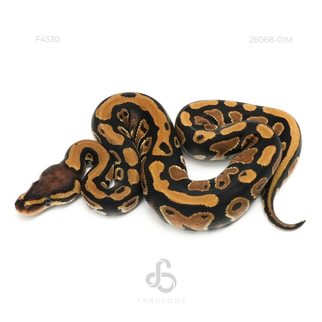 [F4530] Dinker DH Hypo Clown 50%TH VPI Axanthic...