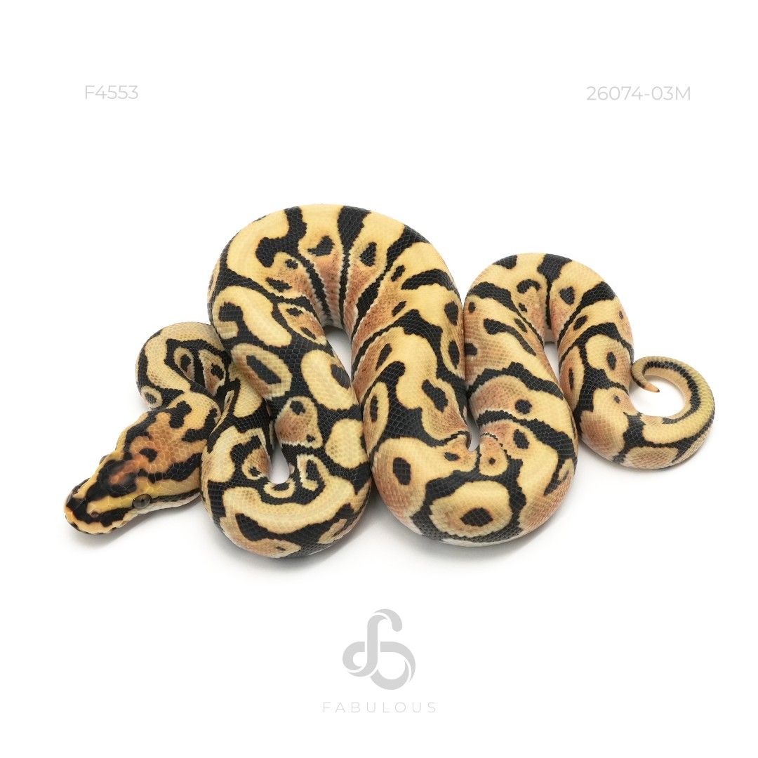 [F4553] Spotnose DG Het Clown 26M(Clown Genetic...