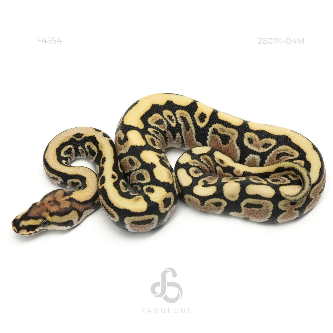 [F4554] Redstripe Spotnose DG DH Hypo Clown 26M...