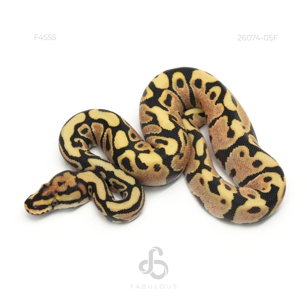 [F4555] Spotnose YB DG Het Hypo 26F(Hypo Genetic..