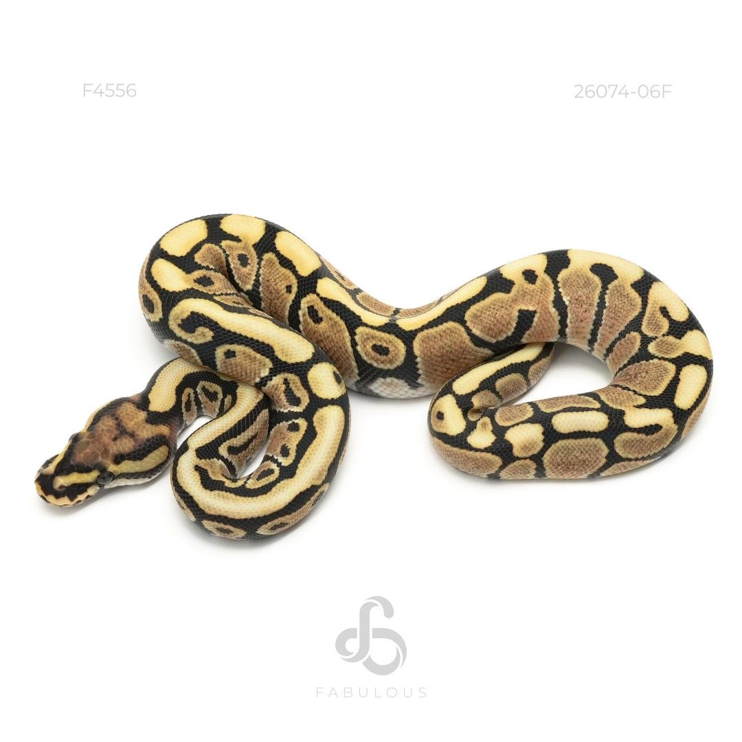 [F4556] Spotnose DG Het Hypo 26F(Hypo Genetic...