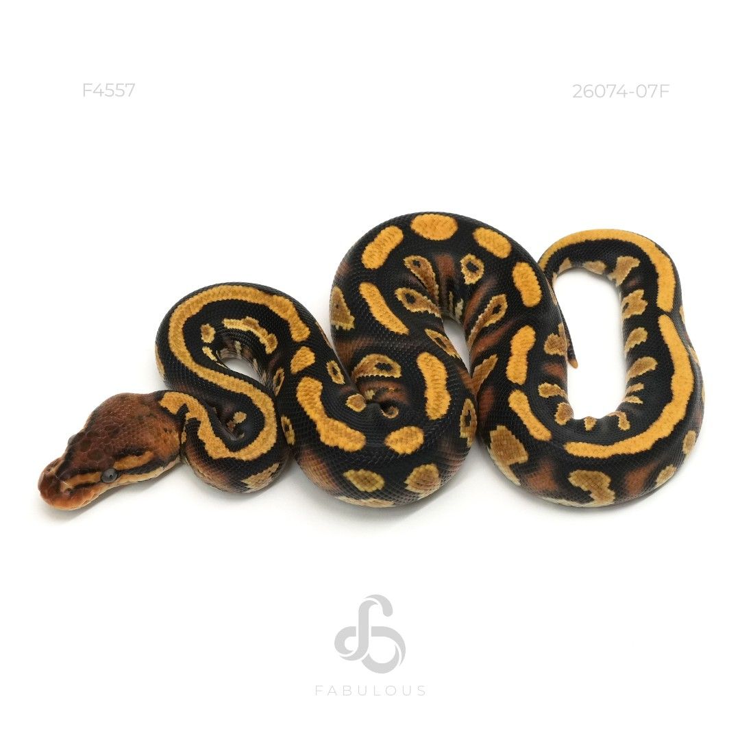 [F4557] Stranger YB DG Het Clown 26F(Clown...