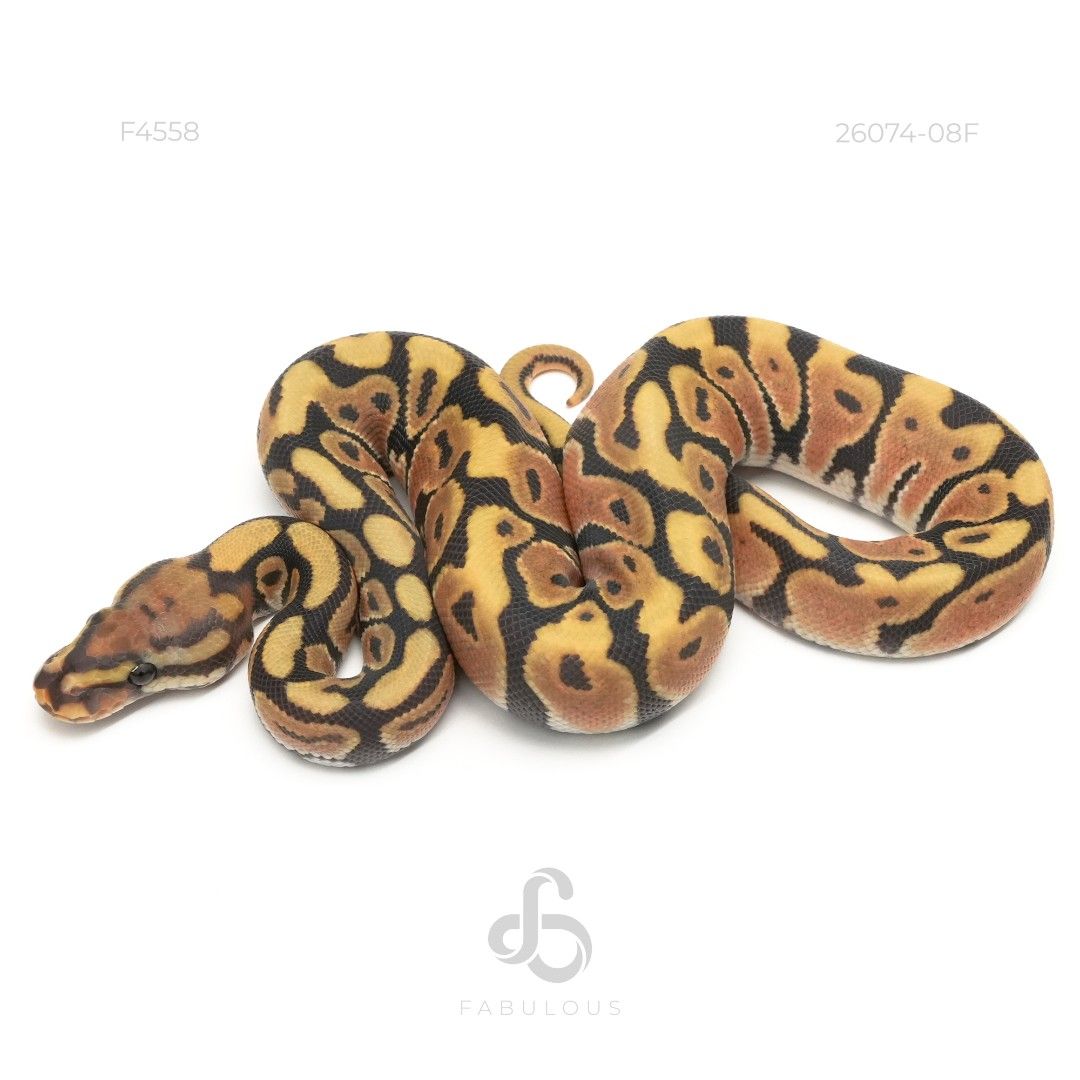 [F4558] Spotnose Hypo DG 26F