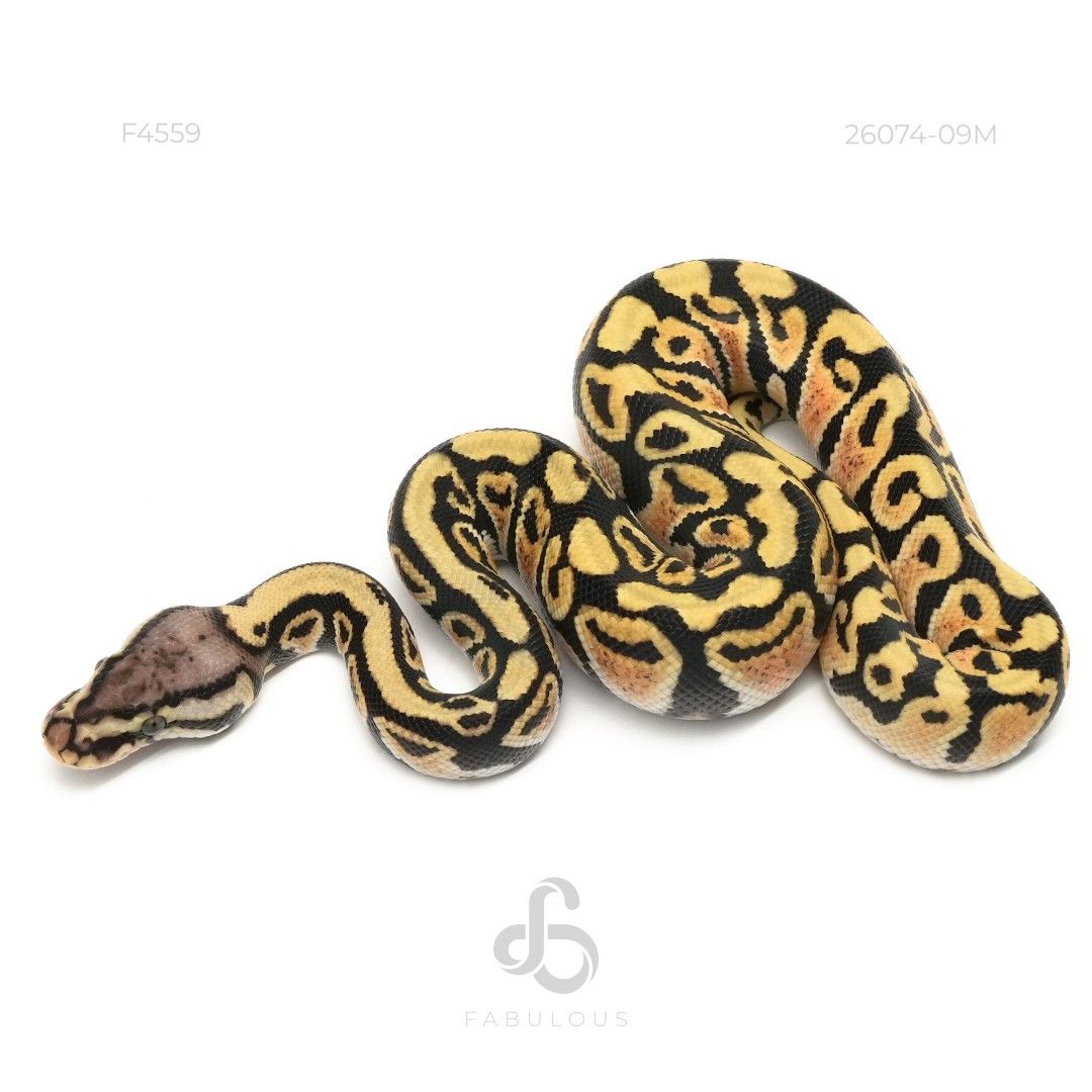 [F4559] Spotnose DH Hypo DG 26M(Hypo Genetic...