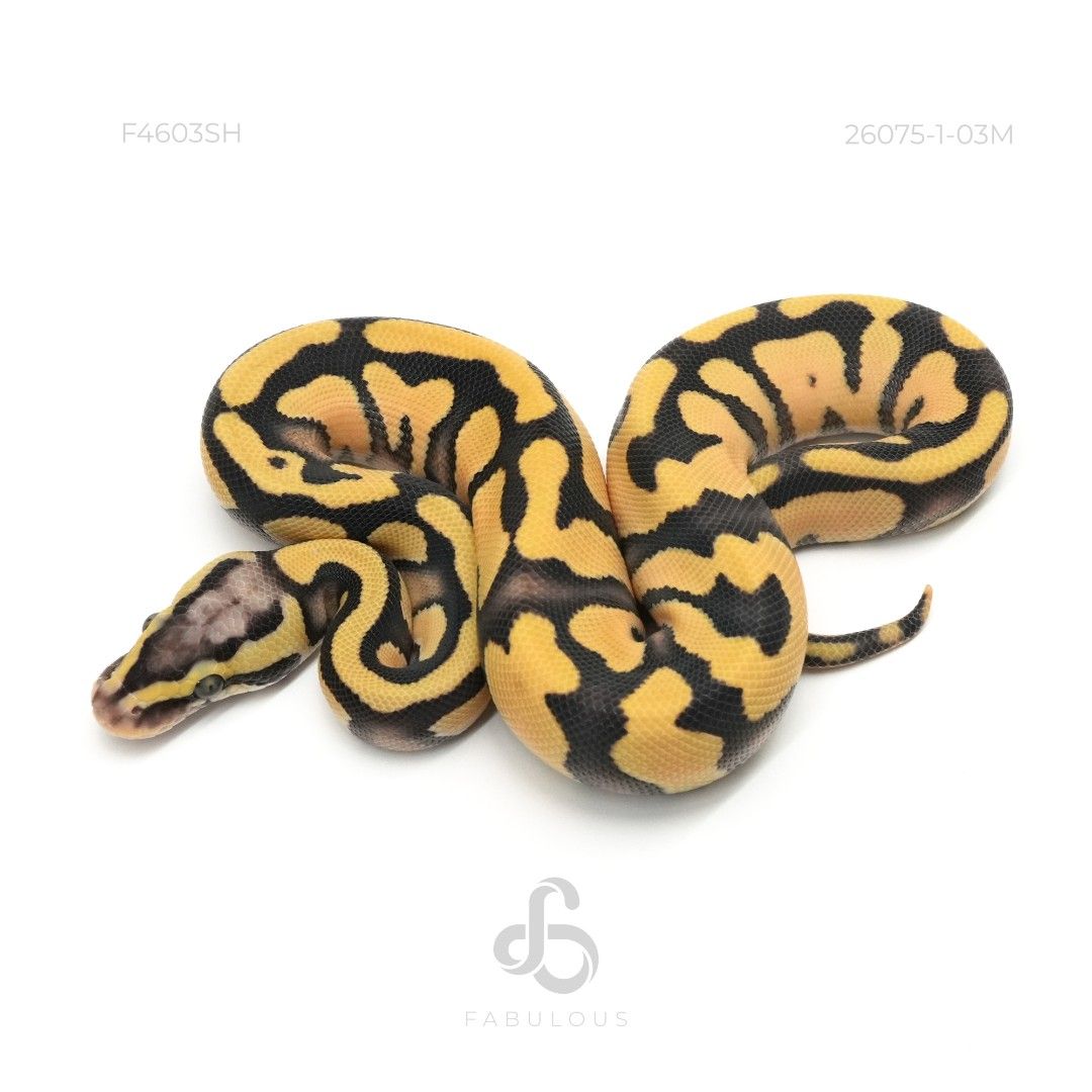 [F4603SH] OD Enchi Pastel DG Het Pied 26M