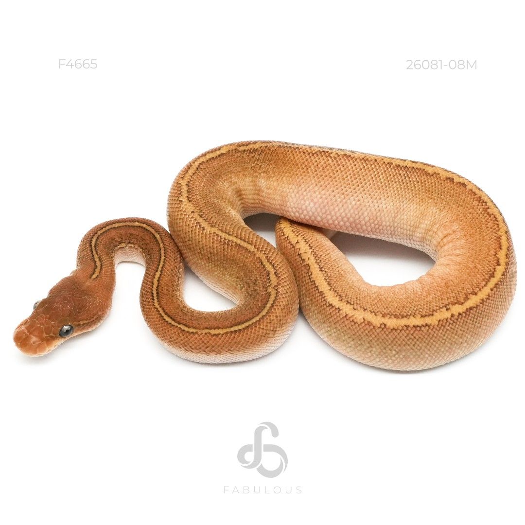 [F4665] OD Leopard Mojave Chocolate Monsoon Het...