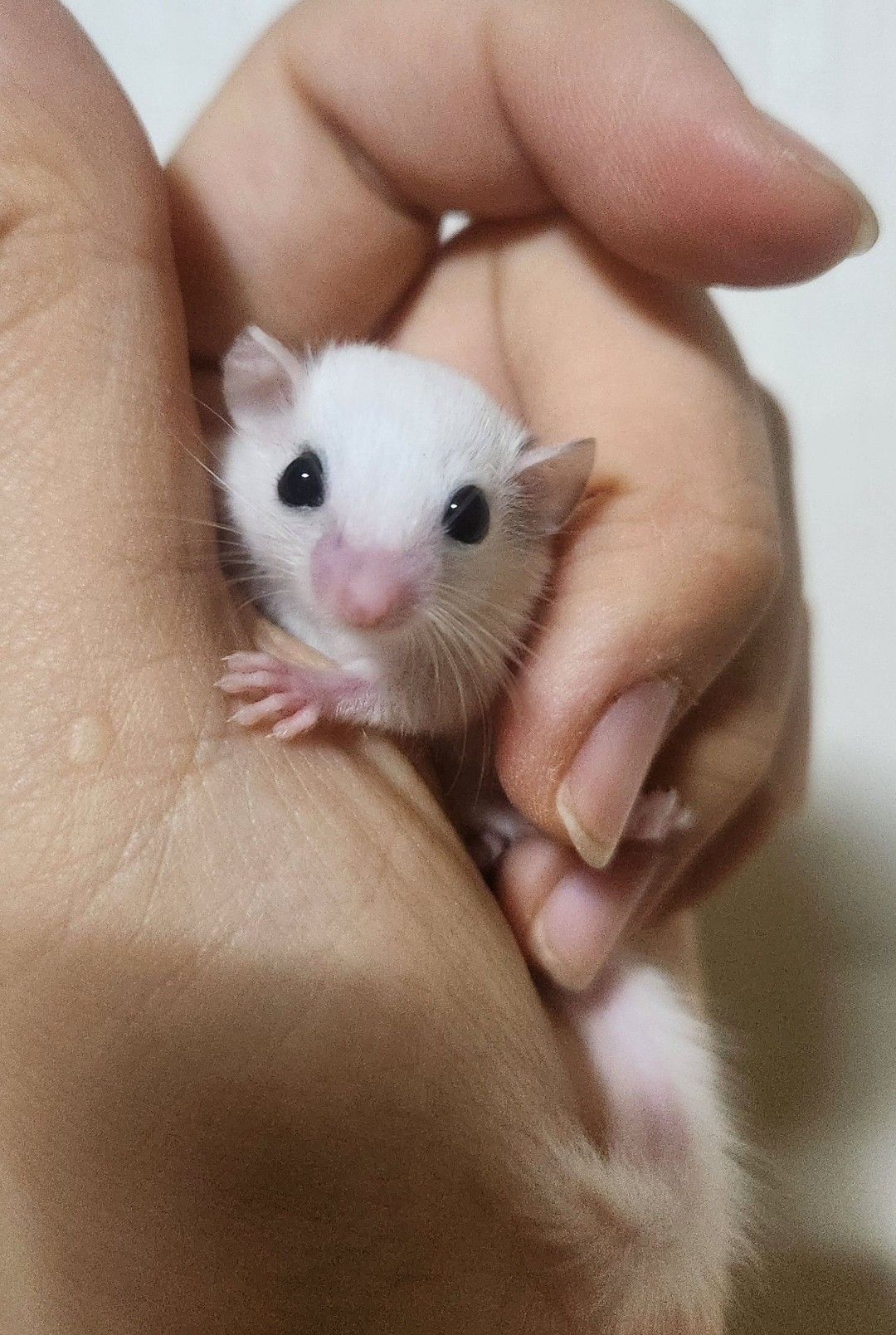또미네 하이화이트 수