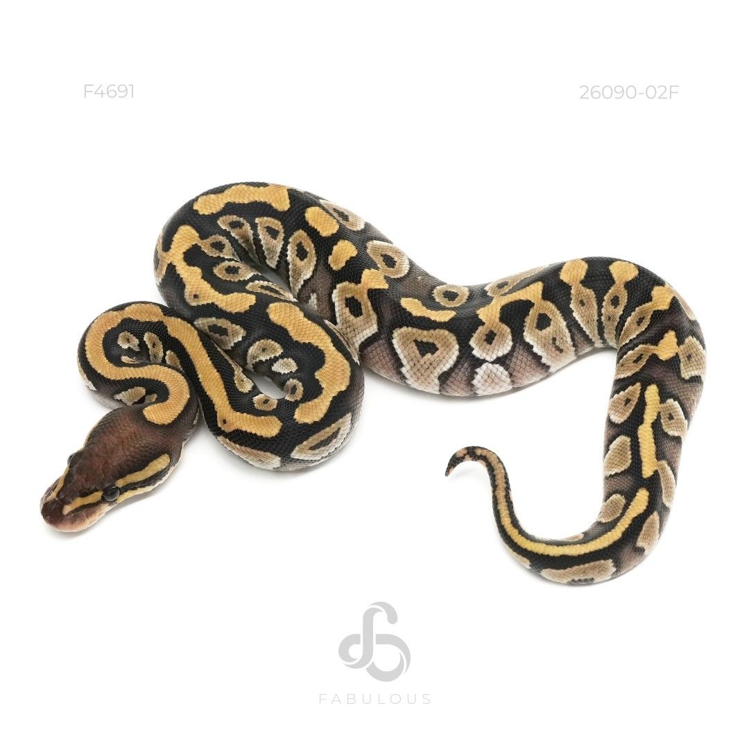 [F4691] Mojave DH Zebra Clown 26F(Clown Genetic...