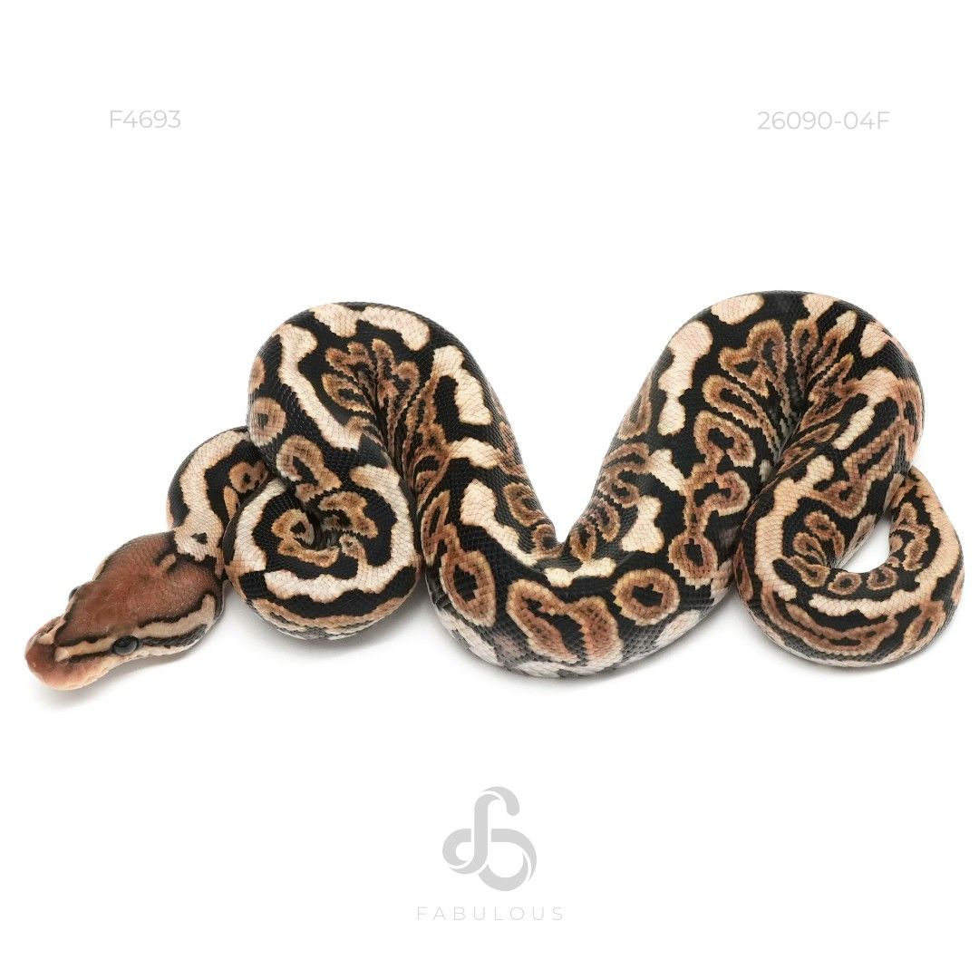[F4693] Blackpastel Spotnose TH Zebra Monsoon...