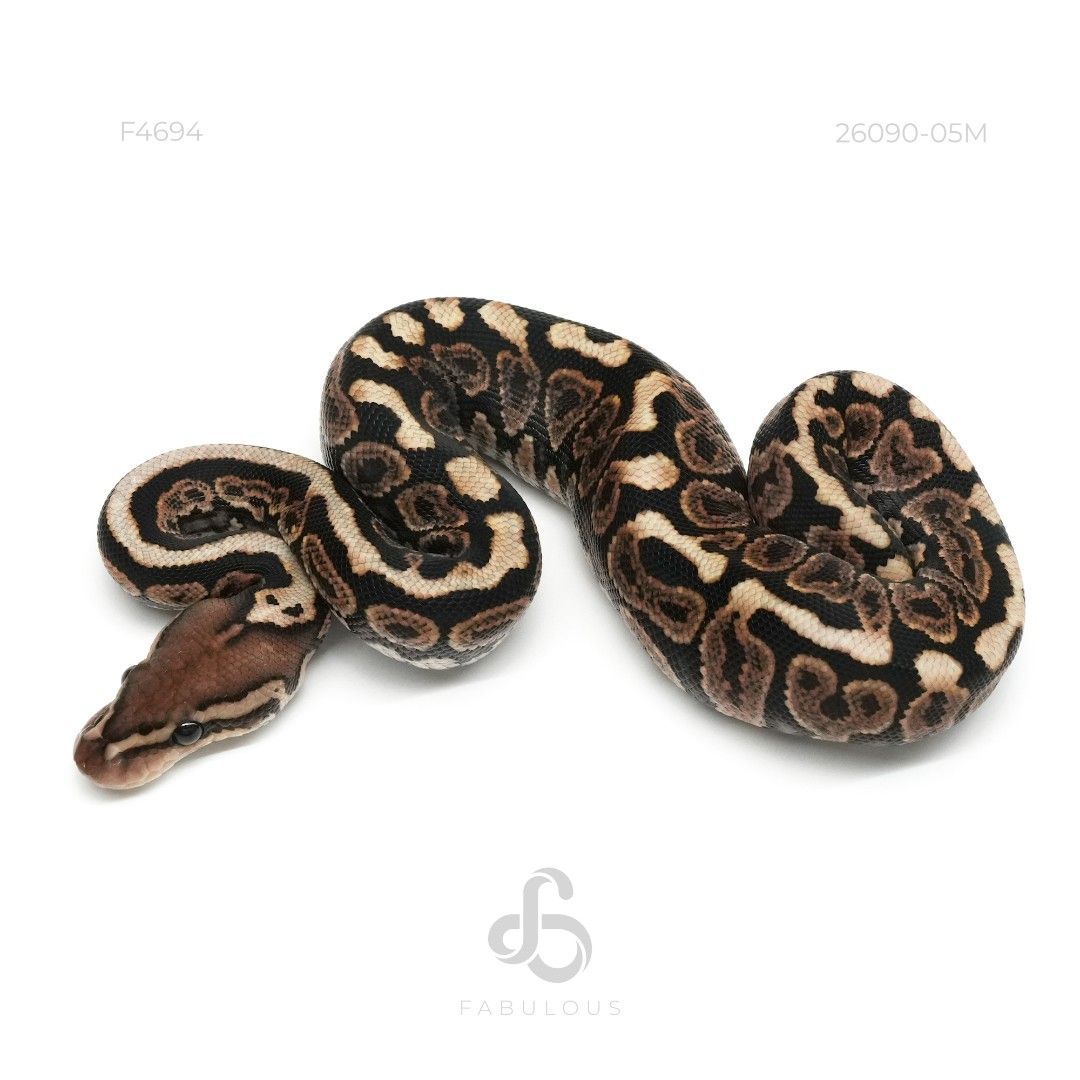 [F4694] Blackpastel Spotnose DH Zebra Monsoon...