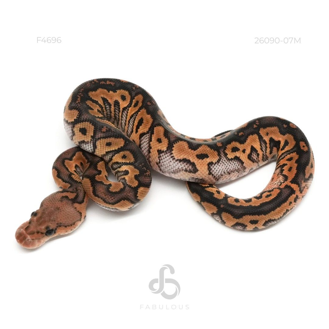 [F4696] Blackpastel Clown DH Zebra Monsoon 26M...