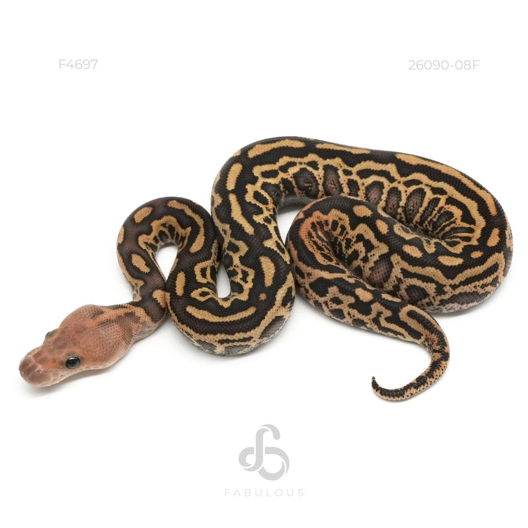 [F4697] Blackpastel Mojave Batman DH Zebra...