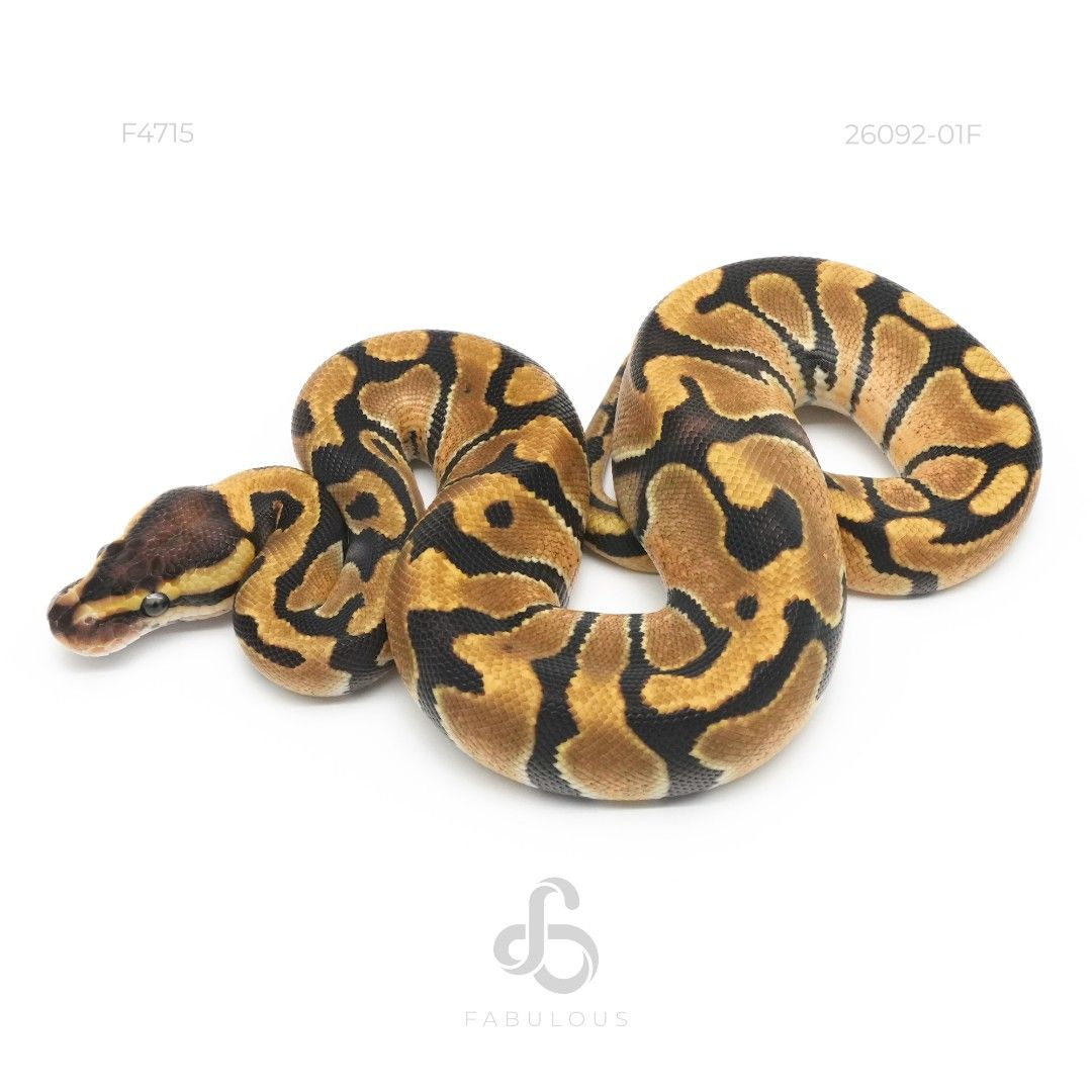 [F4715] Enchi TH VPI Axanthic DG Clown 26F(VPI...