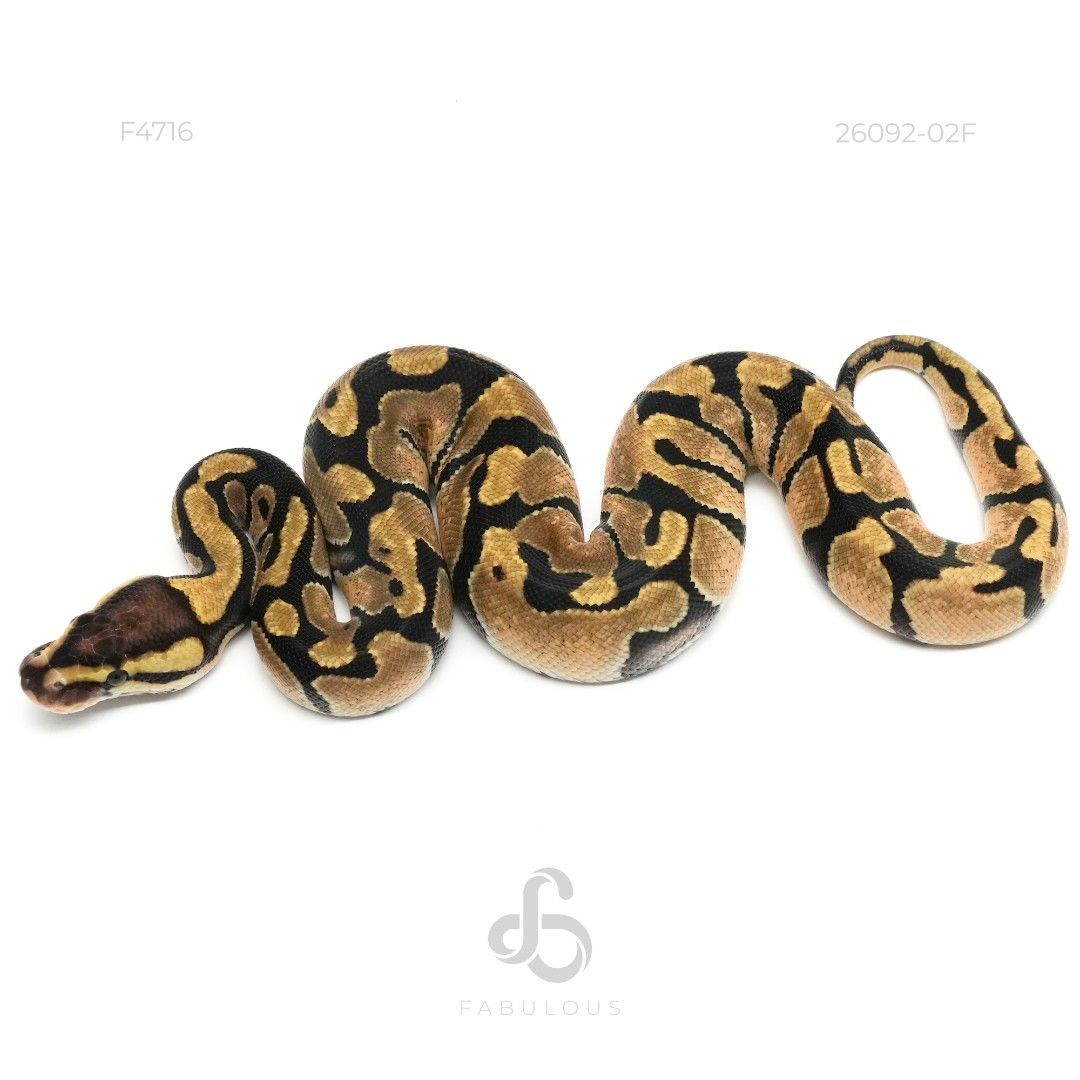 [F4716] Enchi TH VPI Axanthic DG Clown 26F(VPI...