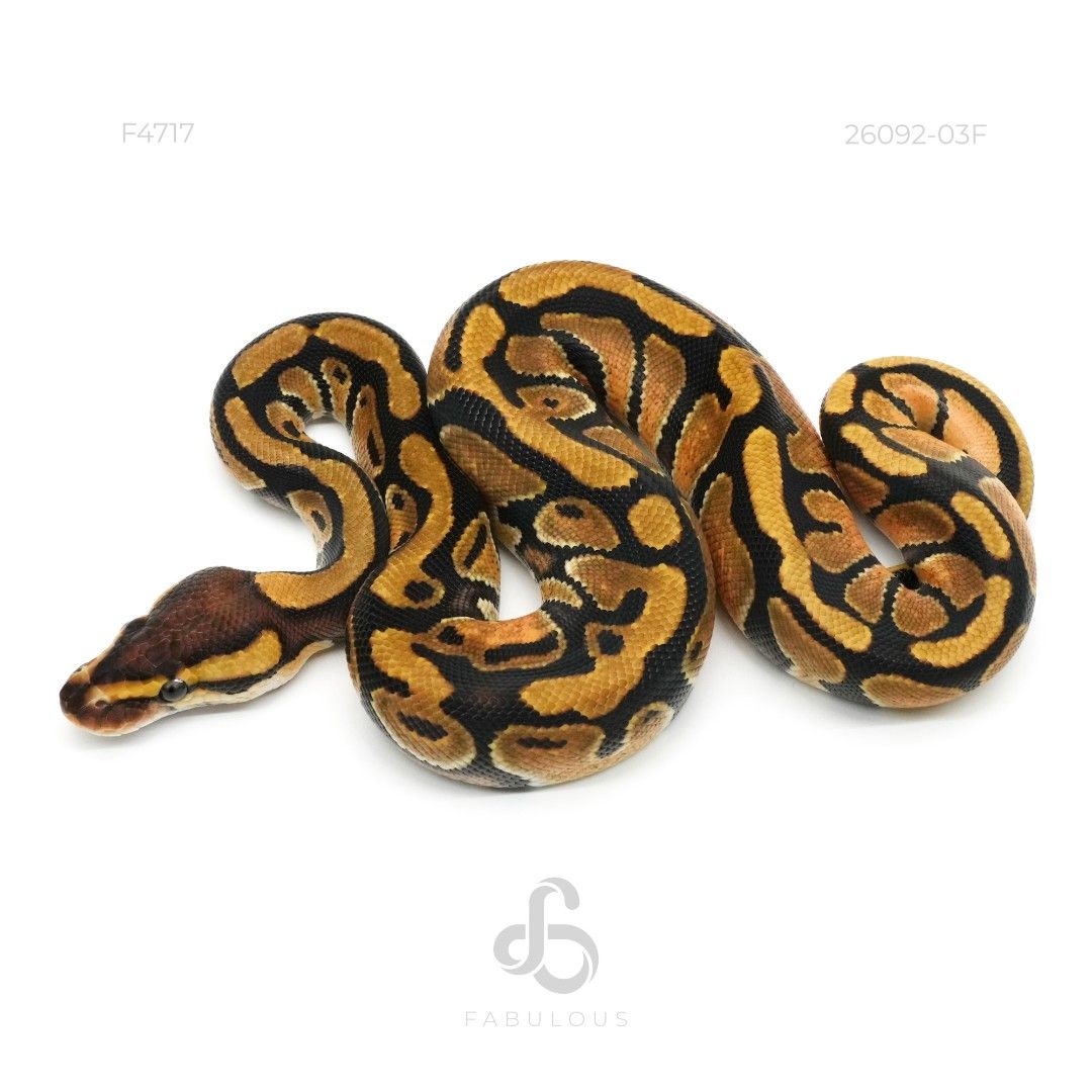 [F4717] Enchi DH DG Clown 26F(DG...