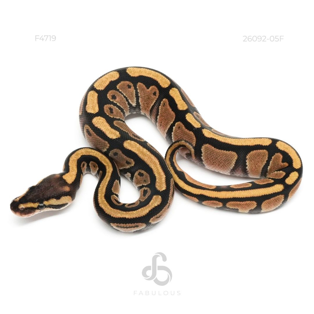 [F4719] Redhead Enchi DH DG Clown 26F(DG...