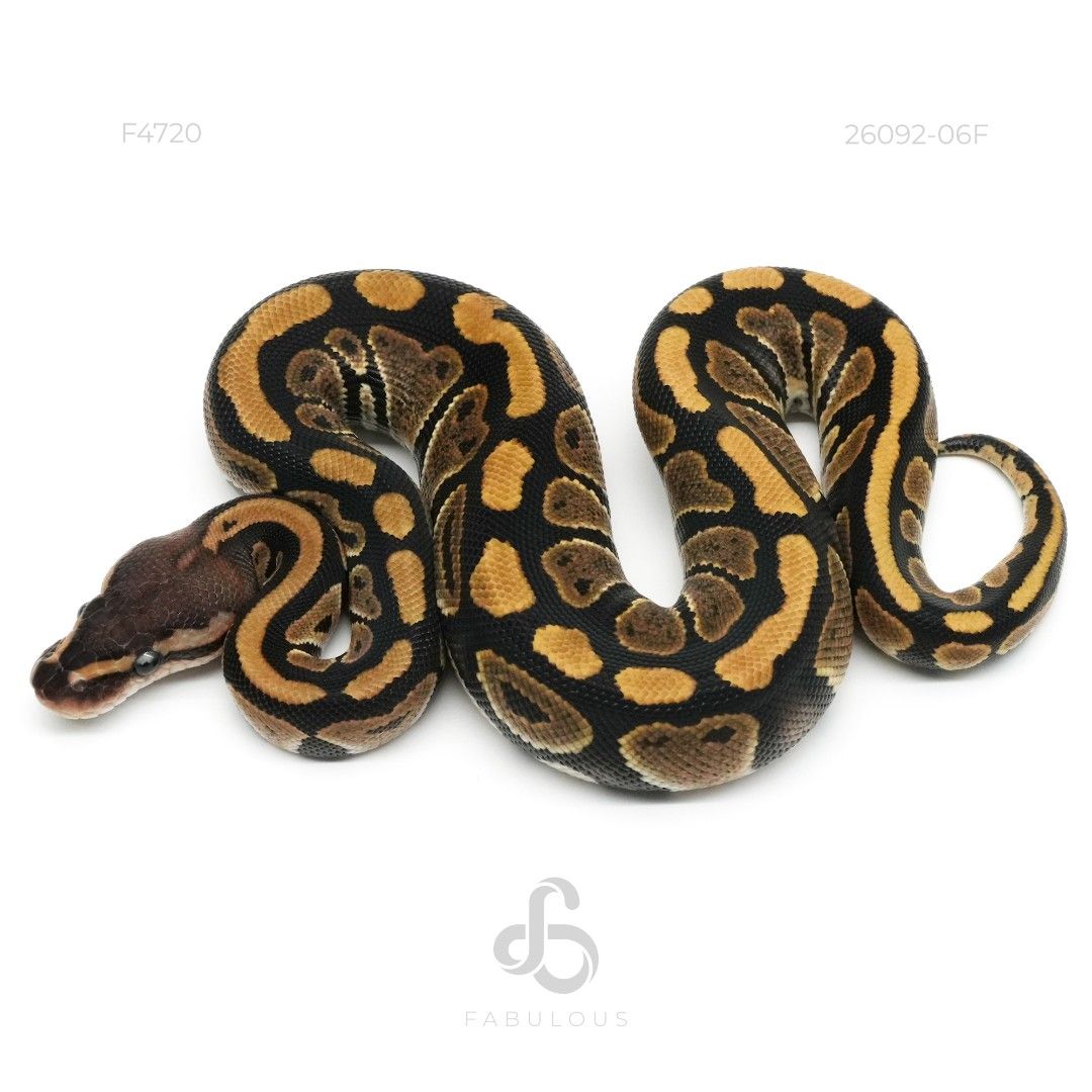 [F4720] Redhead DH VPI Axanthic Clown 26F(VPI...