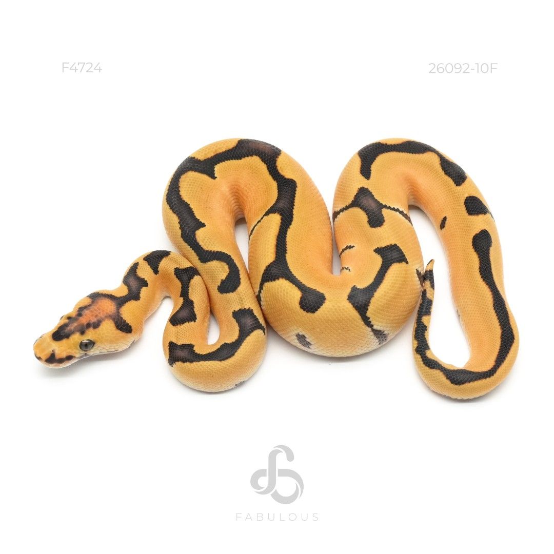 [F4724] Enchi DG Clown 26F