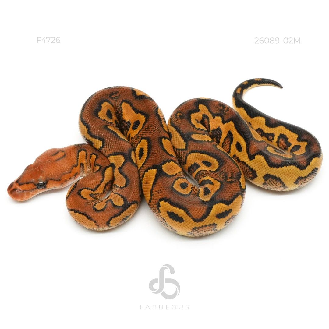 [F4726] Wookie Redstripe YB Clown 26M(YB...