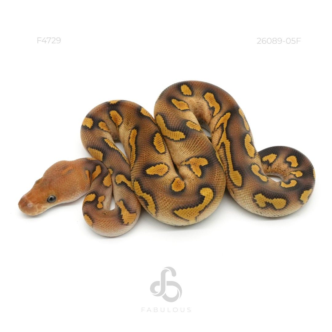 [F4729] Wookie Mojave YB Clown Pos Redstripe...