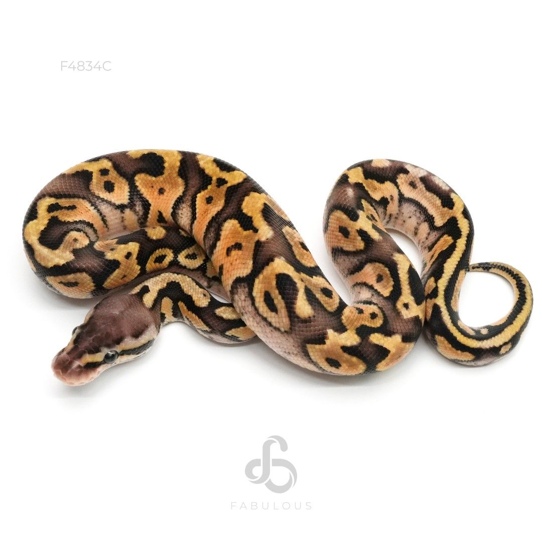 [F4834C] Pastel DH Clown Pied 66%DG 26M