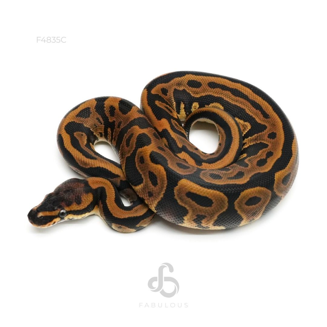 [F4835C] OD Leopard DH Clown Pied 66%DG 26F