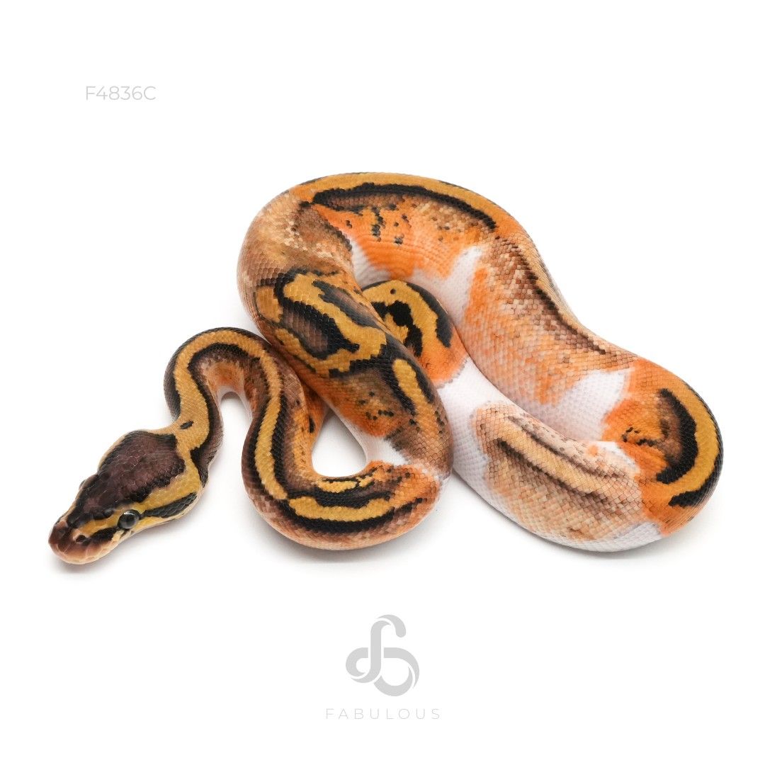 [F4836C] Pastel Pied Het Clown 66%DG 26M