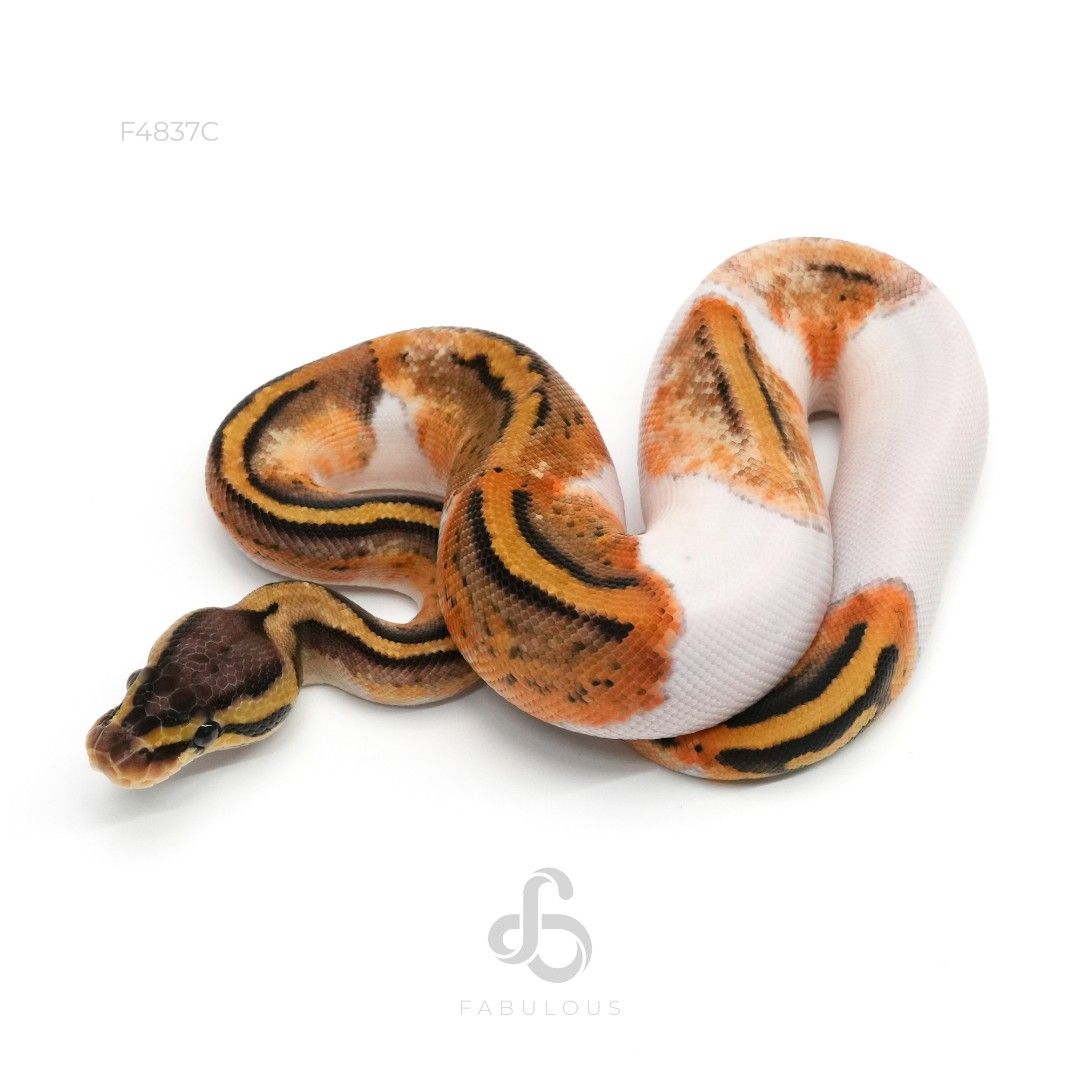 [F4837C] Pastel Pied Het Clown 66%DG 26F