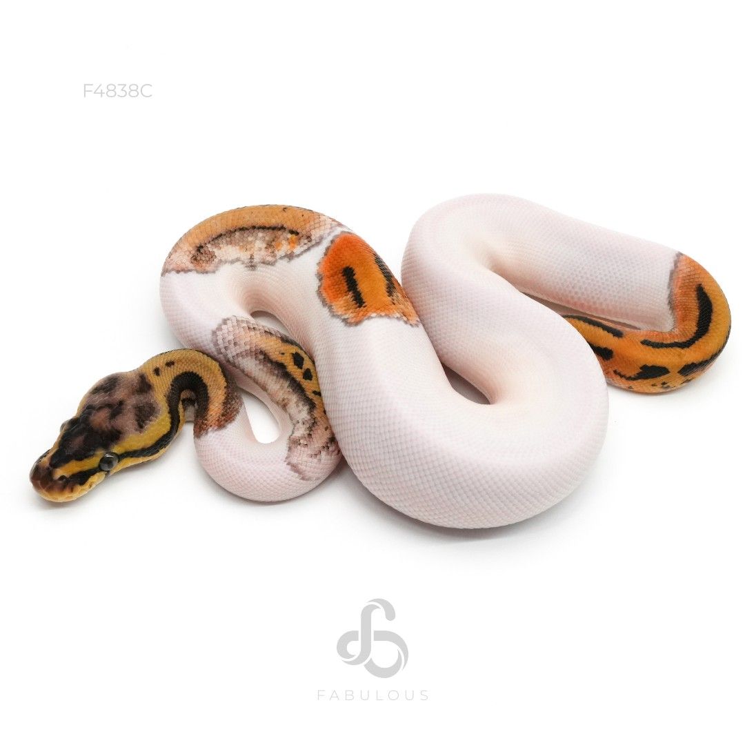 [F4838C] Leopard Pastel Pied Het Clown 66%DG 26F